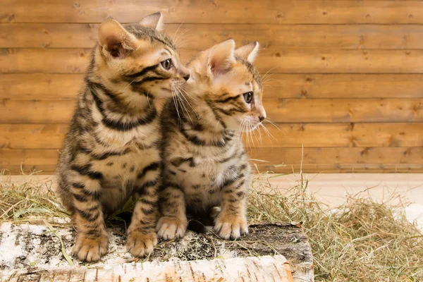 Due gattini si siedono e guardano il posto libero per l'iscrizione con il diritto — Foto Stock