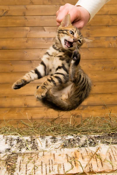 No le gusta el gatito, lo sacan de su lugar. —  Fotos de Stock