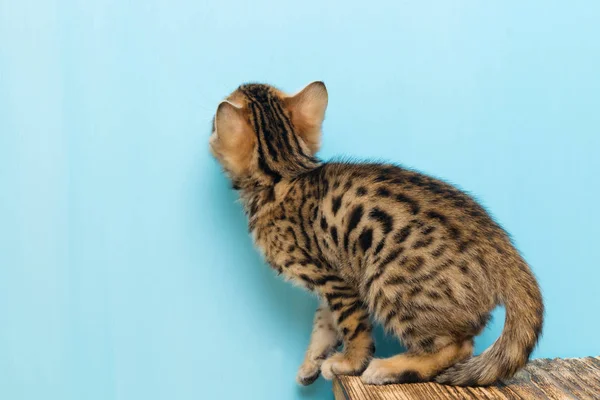 El gatito lee tu inscripción sobre un fondo azul —  Fotos de Stock