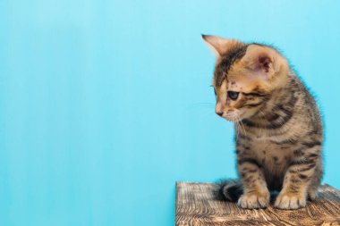 Boşluk Kitty bengal mavi bir arka plan üzerinde görünüyor