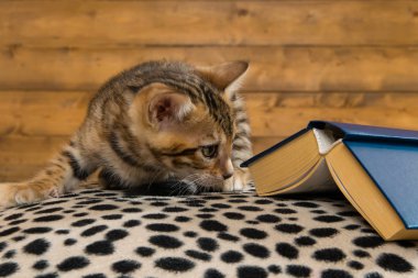 genç yavru kedi oturur ve kapalı eski kitap altında görünüyor