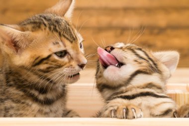 İki Bengal yavru kedi birbirlerinin dillerini, yakın çekim yalama