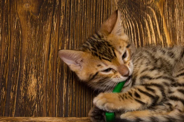 Kitten playing with a tape on an old wooden board