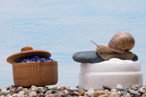 Una lata de crema, y un caracol se arrastra en la parte superior, una piel que limpia SPA — Foto de Stock