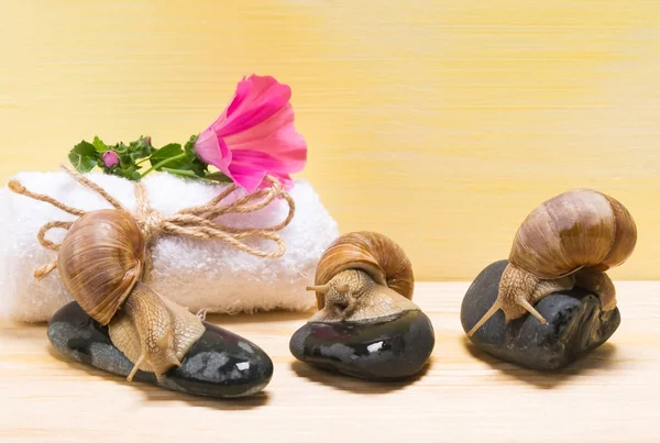 Tres caracoles sentados sobre piedras sobre un concepto de fondo de spa — Foto de Stock