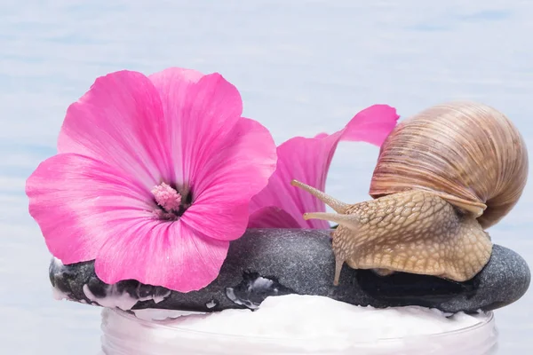 Flor con un caracol y su moco para una crema para procedimientos de piel y spa — Foto de Stock