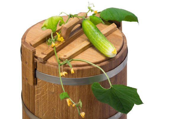 The wooden oak vat is closed and on top lie a cucumber lash