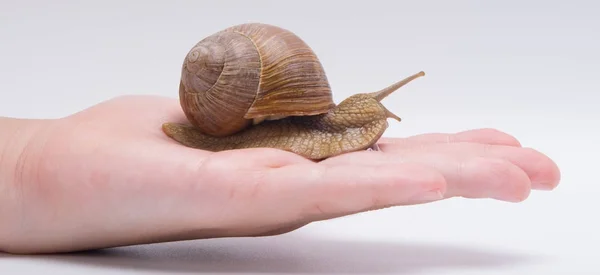 Gros escargot rampant sur la paume de la main, sur un fond blanc — Photo