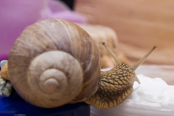 El caracol se sienta sobre una crema rejuvenecedora, sobre un fondo de flores — Foto de Stock