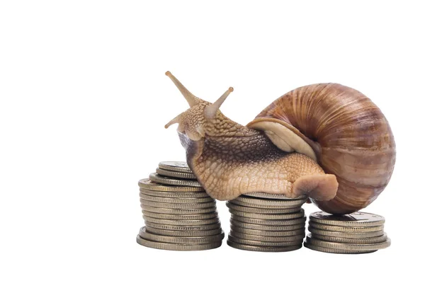 Slak zit op stapel van munten op een witte achtergrond — Stockfoto