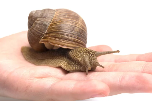 Snail sits on the hand, isolated on a white background — Stock Photo, Image