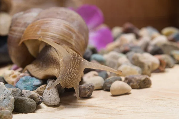 Weinbergschnecke Kriecht Kleinen Steinen Vorwärts — Stockfoto