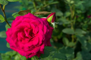 Daldaki Kırmızı Gül, yeşil yaprakların arka planına karşı