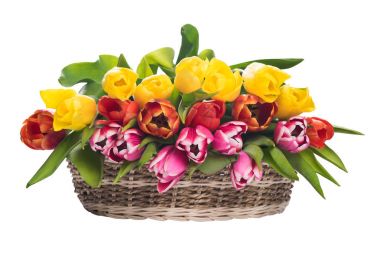 beyaz zemin üzerinde bir sepet içinde çok renkli Lale