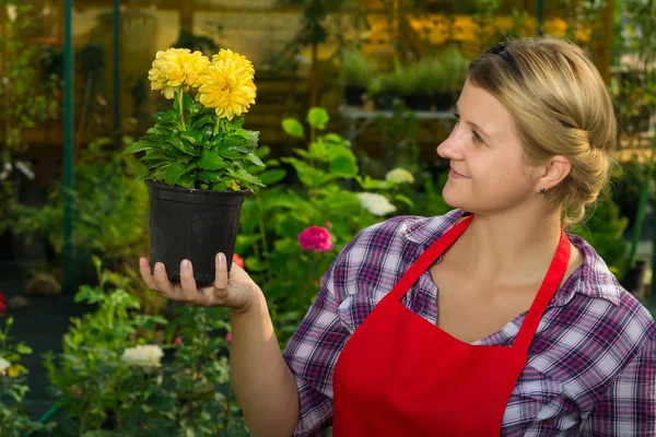 Girl Gardener Admires Yellow Flower Pot Which Grew Greenhouse — Stock Photo, Image