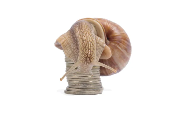 Ein Stapel Metallgeld Auf Weißem Hintergrund Mit Einer Großen Schnecke — Stockfoto