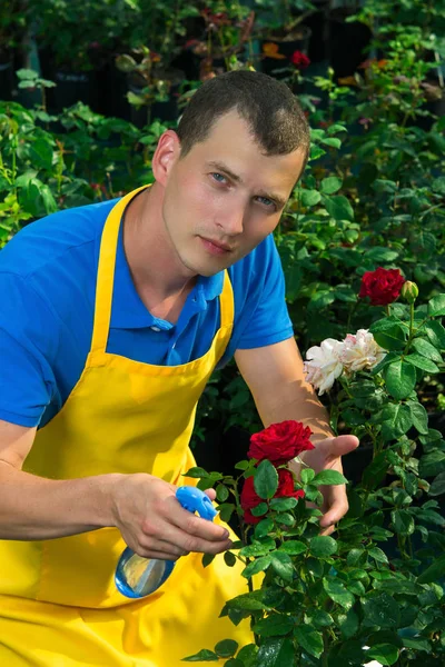 Gardener Cares Flowers Red White Rose Green Garden — Stock Photo, Image