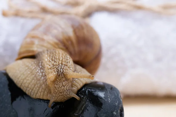 Große Schnecke Kriecht Langsam Auf Schwarzen Steinen Natürlicher Hintergrund — Stockfoto