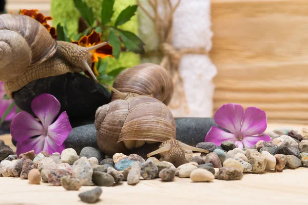 Caracoles Sobre Piedras Negras Para Tratamientos Spa — Foto de Stock