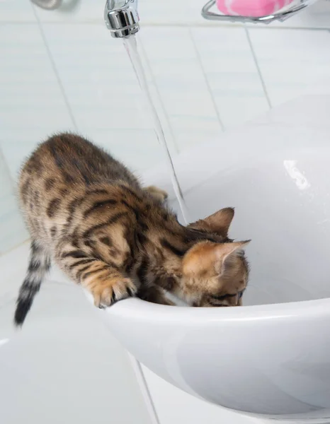 Little Kitten Bath Playing Water — Stock Photo, Image