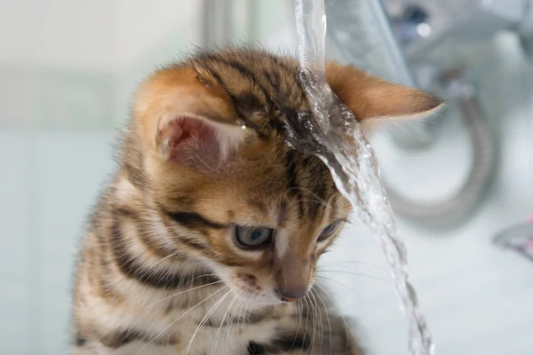 Achtergrond Met Een Kitten Water Lekken Het Dak Aan Zijkant — Stockfoto