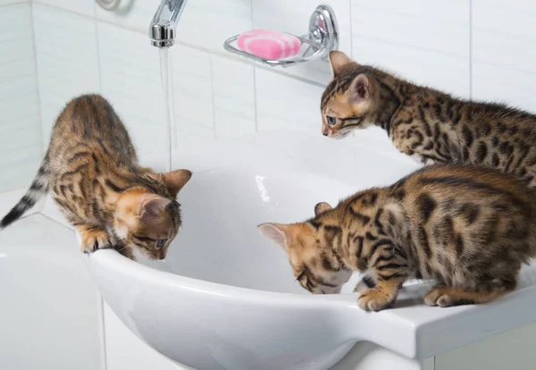üç küçük kedi yavrusu su içmek ve su, çamaşır odasında oynamak