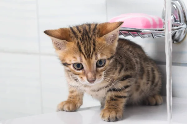 Rayas Pelirroja Gatito Cuarto Baño Jugando Con Agua —  Fotos de Stock