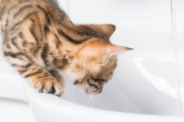 Gatito Pequeño Camina Alrededor Del Borde Del Lavabo Baño —  Fotos de Stock