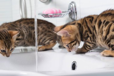 iki şeritli yavru kedi lavabo suda oynamak