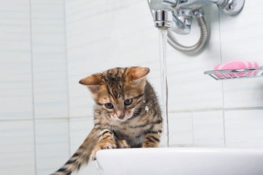 küçük kedi yavrusu lavabo atlamak istiyor