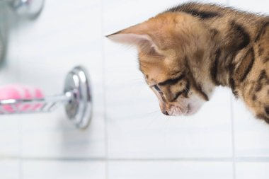 banyoda su küçük kedi yavrusu bakar