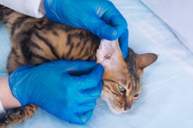 Kedi veteriner kliniğinde, tam teftiş, yakın çekim, lastik eldivenli eller