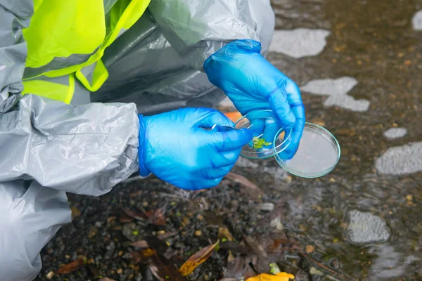 scientist in yellow protective vest, uniform and gloves, collects materials from water, tweezers Petri dish