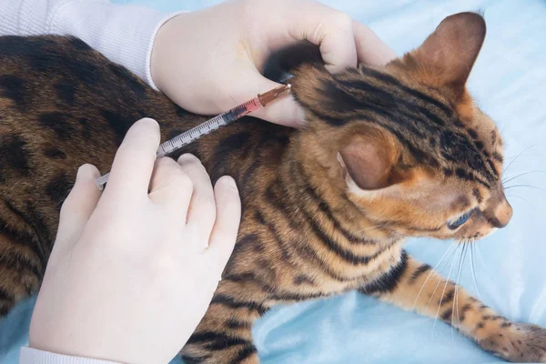 cat in veterinary clinic, on routine vaccination, close-up, hands in rubber gloves