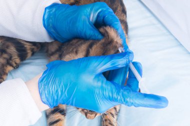 kedi veteriner kliniğinde, rutin aşılama, yakın plan, eller kauçuk mavi eldivenler