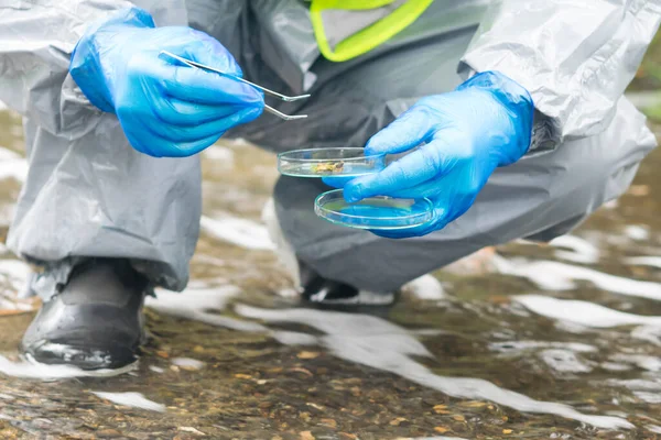 a man crouched in a protective suit with rubber boots to take a plant sample from the water in a Petri dish for laboratory research, close-up
