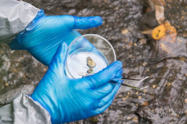 Close Van Een Petrischaaltje Met Een Plantenmonster Uit Een Vijver — Stockfoto