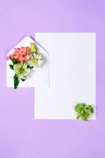 Барвисті весняні квіти в конверті і білий аркуш на фіолетовому фоні . — стокове фото