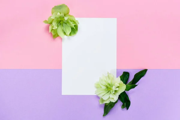 Λευκά λουλούδια και λευκό φύλλο σε ροζ και μοβ φόντο. — Φωτογραφία Αρχείου