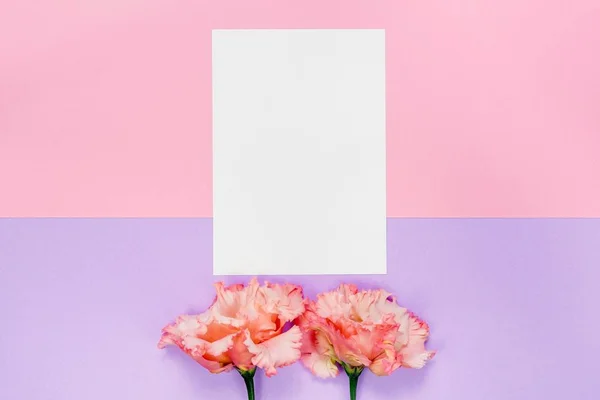 Pembe çiçekler ve pembe ve mor zemin üzerine beyaz sayfa.