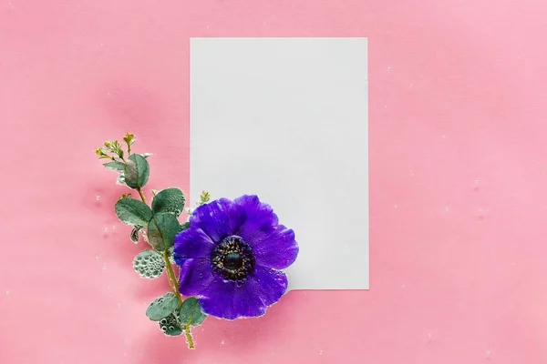 Blauwe bloem en witte blad onder water op roze achtergrond. — Stockfoto