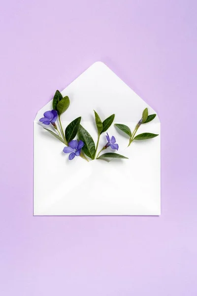 Μπλε καλοκαίρι λουλούδια σε φάκελο σε μοβ φόντο. — Φωτογραφία Αρχείου
