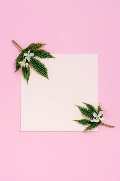 Beyaz çiçekler ve pembe pinj arka sayfada.