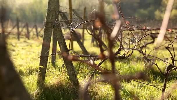 Oude wijngaard in het voorjaar — Stockvideo