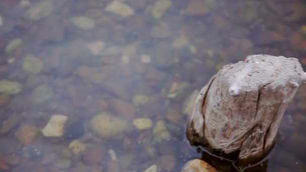 Деревянный пень в воде и свадебный букет на нем — стоковое видео