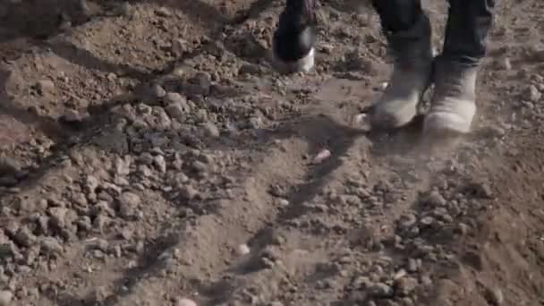 Посадка картоплі за допомогою коня — стокове відео