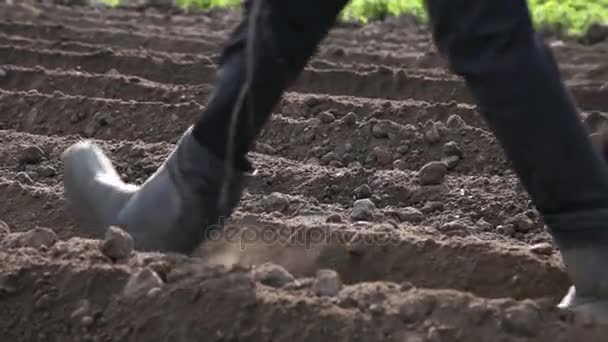 Grooms pracoval s koněm. Detailní záběr nohou a pluh — Stock video