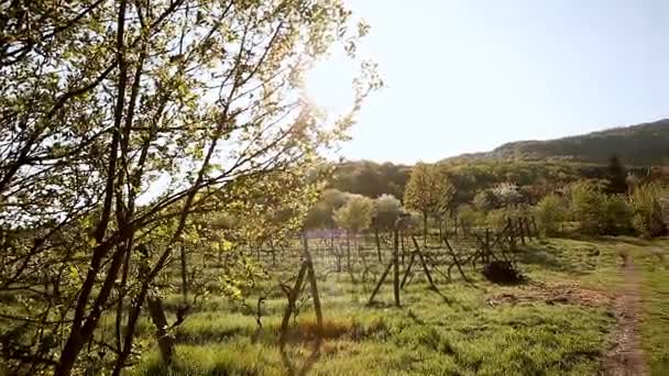 Paisagem rural de vinhas e casa de vinho na primavera — Vídeo de Stock