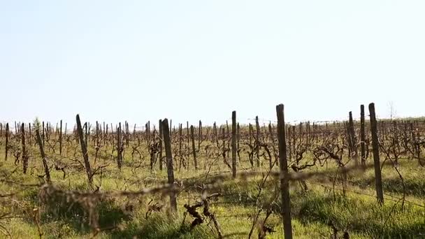 Oude wijngaard op een heuvel met gras begroeid badend in de stralen van de zon voorjaar. — Stockvideo