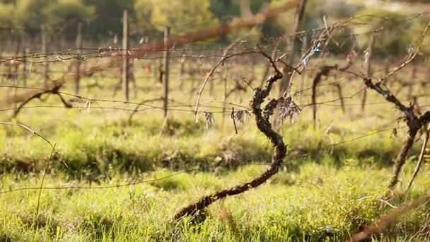 Groene en dik gras op de oude wijngaard in het voorjaar — Stockvideo